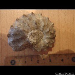 Schloenbachia varians