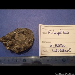 Euhoplites