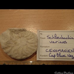 Schloenbachia varians