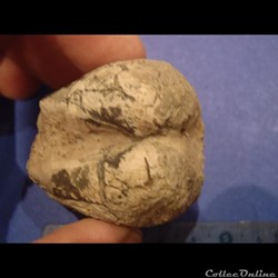 Bivalve indéterminé