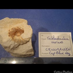 Schloenbachia varians