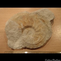 Schloenbachia varians