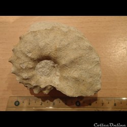 Schloenbachia varians