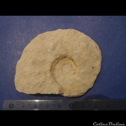 Schloenbachia varians