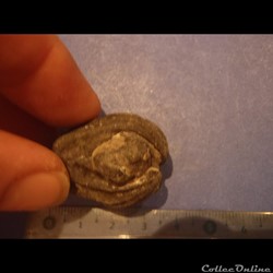 Inocéramus sulcatus