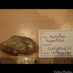 Modiolus bipartitus