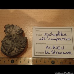 Epihoplites aff compressus