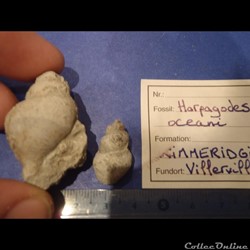 Harpagodes oceani