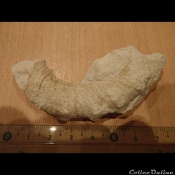 Ammonite hétéromorphe indéterminée