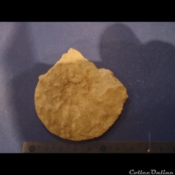 Schloenbachia varians