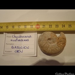 Chondroceras evolvescens