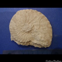 Schloenbachia varians