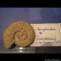 Perisphinctes sp.