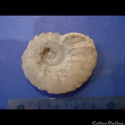 Ammonite indéterminée 13