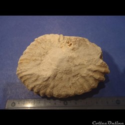 Mantelliceras mantelli