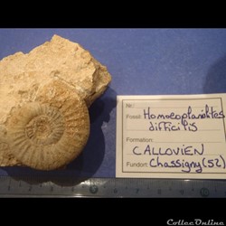 Homoeoplanulites difficilis