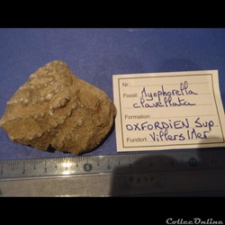 Myophorella clavellata