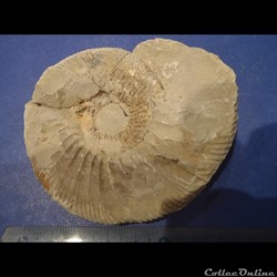 Ataxioceras sp.