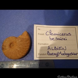 Cleoniceras besarei 7