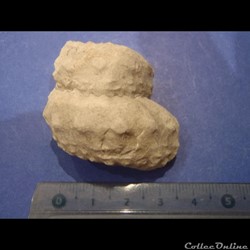 Turrilites sp.