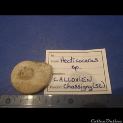 hecticocéras spe.
