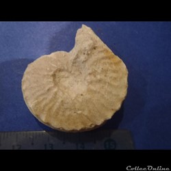 Schloenbachia varians