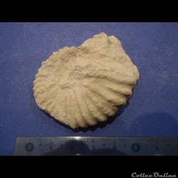 Mantelliceras mantelli