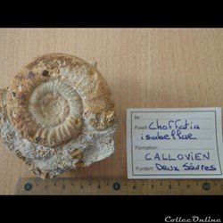 Choffatia isabellae