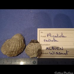 Plicatula radiola 3
