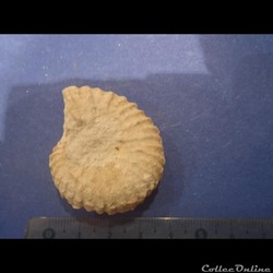 Mantelliceras mantelli