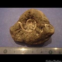 Ammonite indéterminée 11