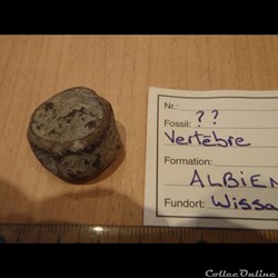 Vertèbre indéterminée