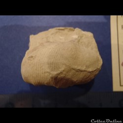 Scaphites aequalis