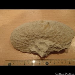 Schloenbachia varians