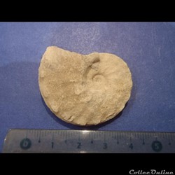 Schloenbachia varians