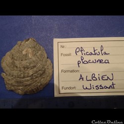 Plicatula placunea