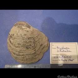 Gryphaea dilatata