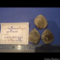 Gallienneithyris galliennei
