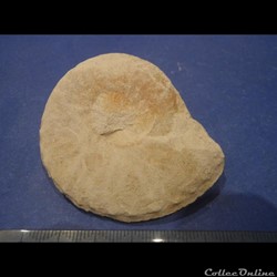 Schloenbachia varians