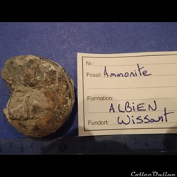 Ammonite indéterminée 16