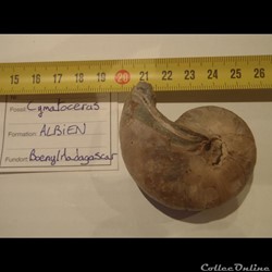 Cymatoceras