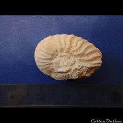 Schloenbachia varians