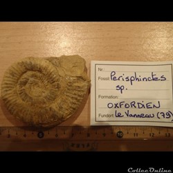 Perisphinctes sp.