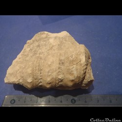 Turrilites sp.