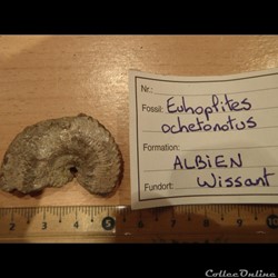 Euhoplites ochetonotus