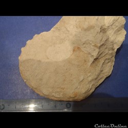 Schloenbachia varians