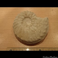 Schloenbachia varians