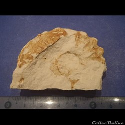 Schloenbachia varians