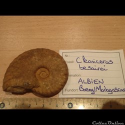Cleoniceras besarei 3