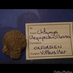 Chlamys (Aequipecten) fibrosa